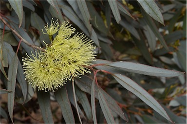 APII jpeg image of Eucalyptus gardneri subsp. gardneri  © contact APII