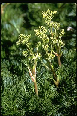 APII jpeg image of Aciphylla glacialis  © contact APII