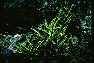 APII jpeg image of Asplenium trichomanes  © contact APII