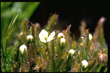 APII jpeg image of Drosera arcturi  © contact APII