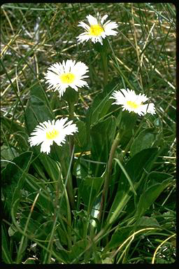 APII jpeg image of Erigeron nitidus  © contact APII