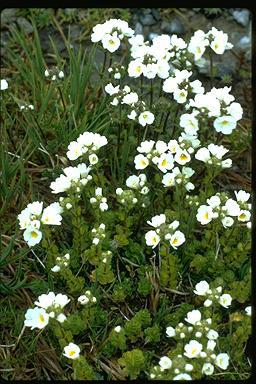 APII jpeg image of Euphrasia collina subsp. glacialis  © contact APII