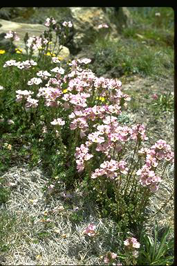 APII jpeg image of Euphrasia glacialis  © contact APII