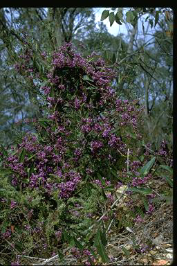 APII jpeg image of Hardenbergia violacea  © contact APII