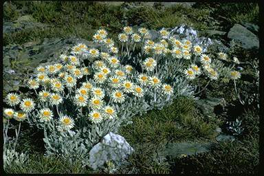 APII jpeg image of Leucochrysum alpinum  © contact APII