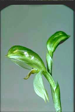 APII jpeg image of Pterostylis longifolia  © contact APII