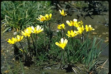 APII jpeg image of Ranunculus gunnianus  © contact APII