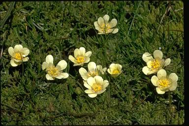 APII jpeg image of Ranunculus millanii  © contact APII