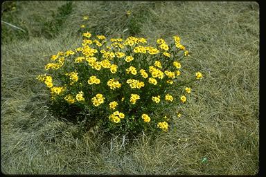 APII jpeg image of Senecio lautus  © contact APII