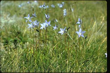 APII jpeg image of Wahlenbergia ceracea  © contact APII