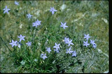 APII jpeg image of Wahlenbergia gracilis  © contact APII