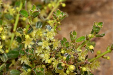 APII jpeg image of Phyllanthus hirtellus  © contact APII