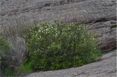 APII jpeg image of Leptospermum turbinatum  © contact APII