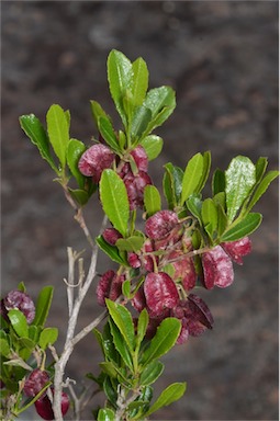 APII jpeg image of Dodonaea viscosa subsp. cuneata  © contact APII