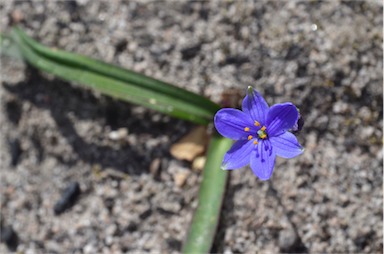 APII jpeg image of Chamaescilla corymbosa var. corymbosa  © contact APII