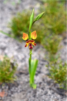 APII jpeg image of Diuris orientis  © contact APII