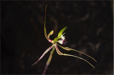 APII jpeg image of Caladenia tentaculata  © contact APII