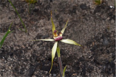 APII jpeg image of Caladenia reticulata  © contact APII