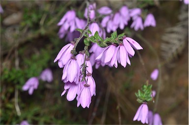 APII jpeg image of Tetratheca ciliata  © contact APII