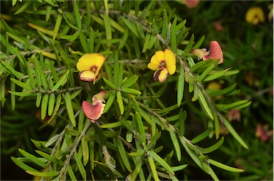 APII jpeg image of Bossiaea rosmarinifolia  © contact APII