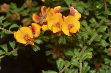 APII jpeg image of Pultenaea scabra  © contact APII