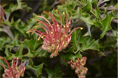 APII jpeg image of Grevillea aquifolium  © contact APII