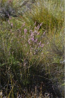 APII jpeg image of Sprengelia incarnata  © contact APII