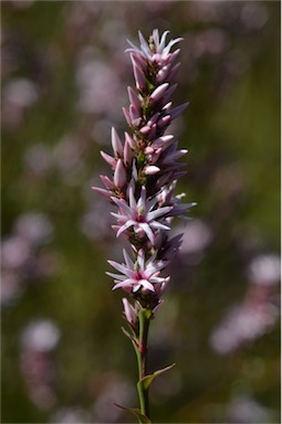 APII jpeg image of Sprengelia incarnata  © contact APII