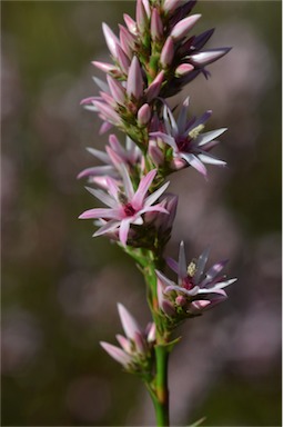 APII jpeg image of Sprengelia incarnata  © contact APII