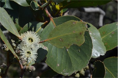 APII jpeg image of Eucalyptus serraensis  © contact APII