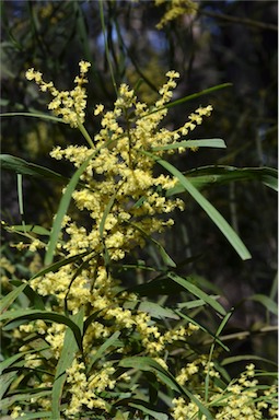 APII jpeg image of Acacia mucronata subsp. longifolia  © contact APII