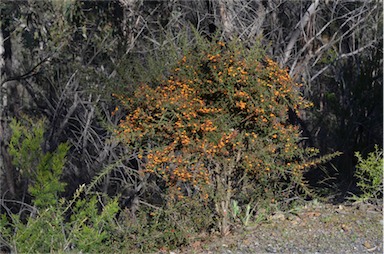 APII jpeg image of Daviesia ulicifolia subsp. ruscifolia  © contact APII
