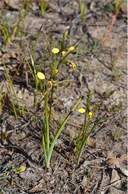 APII jpeg image of Diuris pardina  © contact APII