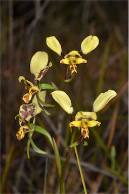 APII jpeg image of Diuris pardina  © contact APII