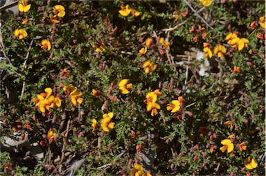 APII jpeg image of Dillwynia ramosissima  © contact APII