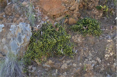 APII jpeg image of Acacia aculeatissima  © contact APII