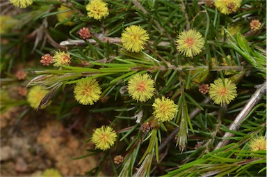 APII jpeg image of Acacia aculeatissima  © contact APII