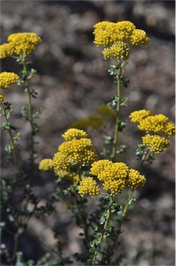 APII jpeg image of Ozothamnus obcordatus  © contact APII