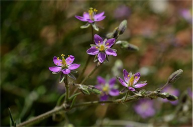 APII jpeg image of Spergularia brevifolia  © contact APII