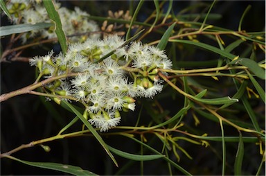 APII jpeg image of Eucalyptus viridis  © contact APII