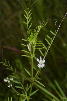 APII jpeg image of Vicia hirsuta  © contact APII