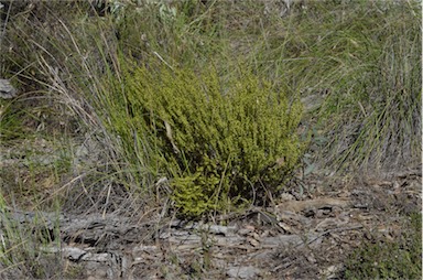 APII jpeg image of Phyllanthus hirtellus  © contact APII