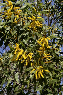 APII jpeg image of Acacia grandifolia  © contact APII