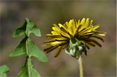 APII jpeg image of Taraxacum sect. Hamata  © contact APII