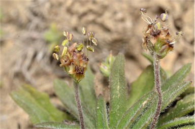 APII jpeg image of Plantago hispida  © contact APII