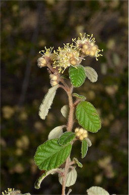 APII jpeg image of Pomaderris eriocephala  © contact APII