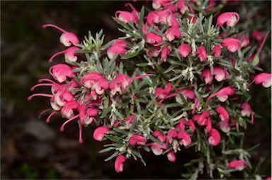 APII jpeg image of Grevillea 'Poorinda Illumina'  © contact APII