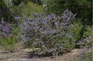 APII jpeg image of Prostanthera incana  © contact APII