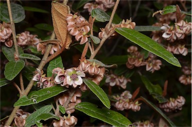 APII jpeg image of Lasiopetalum macrophyllum  © contact APII