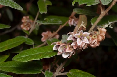 APII jpeg image of Lasiopetalum macrophyllum  © contact APII